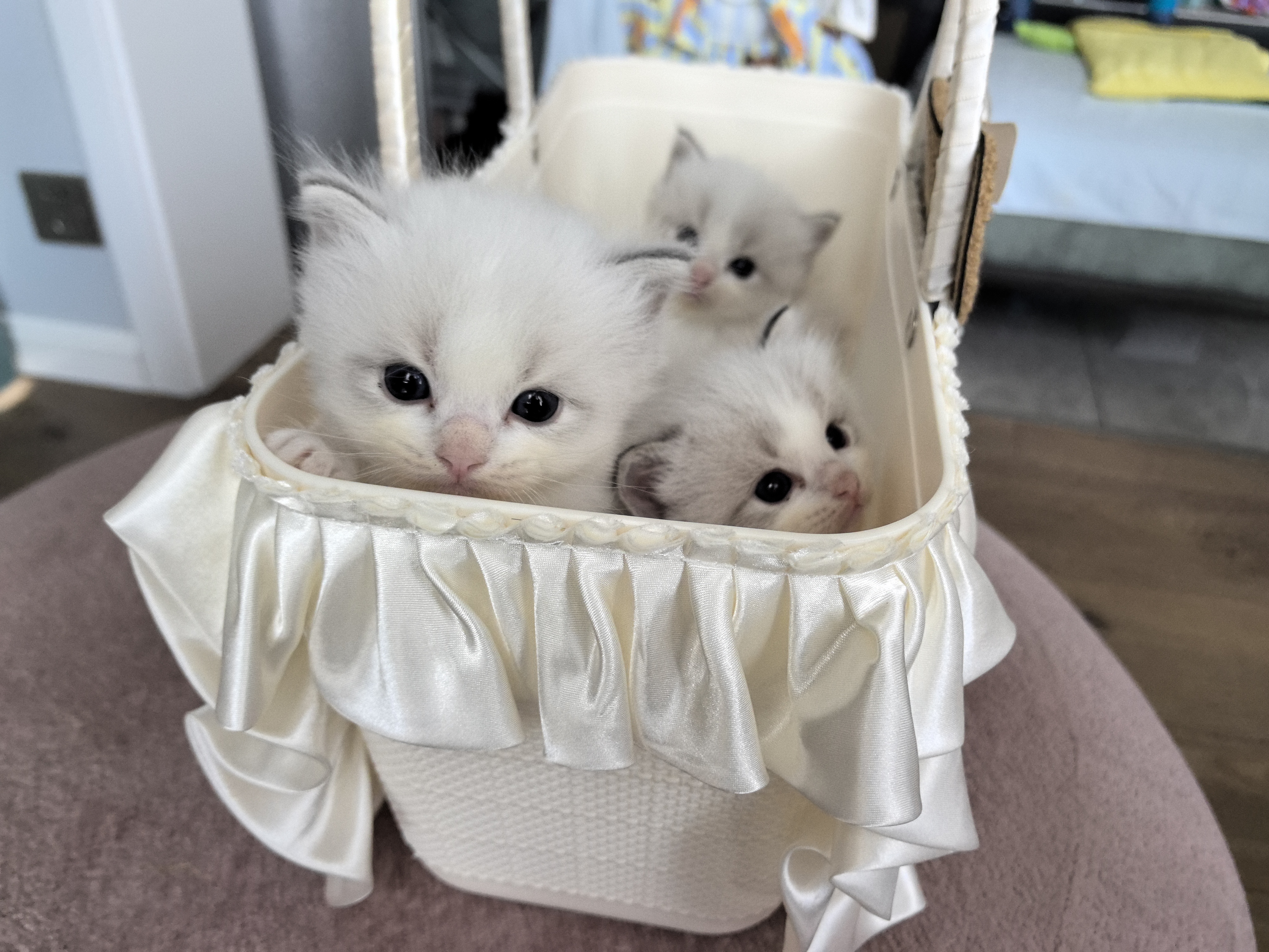 布偶猫
